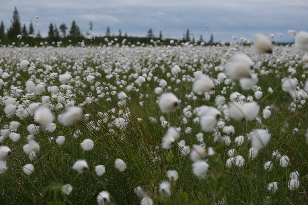 Polarkreis und Rentiere